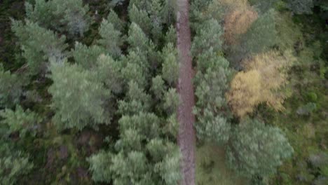 dronebeelden vanuit de lucht die achteruit vliegen over een bladerdak van een grenen bos, een pad volgen door bomen die kantelen om het landschap in het cairngorms national park, schotland te onthullen