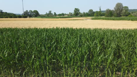 Mixed-agriculture-cultivation-cereal-field-wheat-and-corn-aerial-view