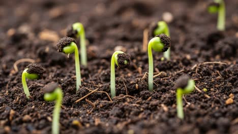 young plant sprouts emerging from dark soil