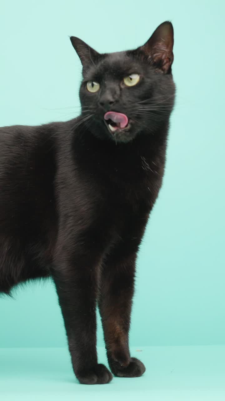 Black cat posing on turquoise background
