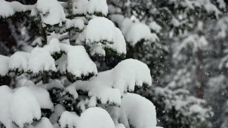 Nieve-Pacífica-Travesía-Paso-De-Berthoud-Colorado-Cámara-Súper-Lenta-Nevando-Nevado-Primavera-Invierno-País-De-Las-Maravillas-Ventisca-Blanco-Nieve-Profunda-Polvo-En-Pino-Bosque-Nacional-Montañas-Rocosas-Toma-Estática