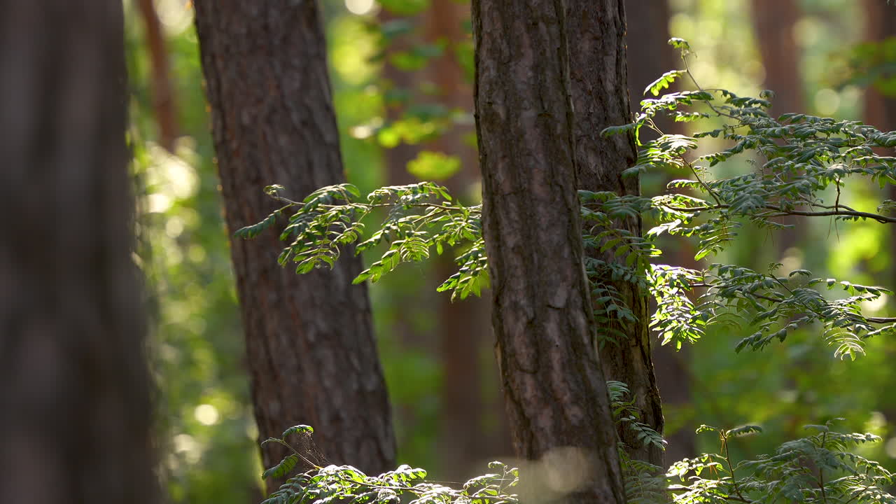 Sunlit forest scene with close-up on pine tree branches