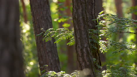 sunlit forest scene with close-up on pine tree branches