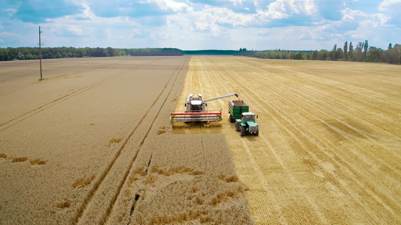Combine harvester collect ripe wheat. Combine harvesting golden ripe wheat field, pours grain crop to tractor