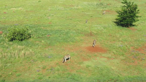 zebra family walking in the wild on summers day green grass