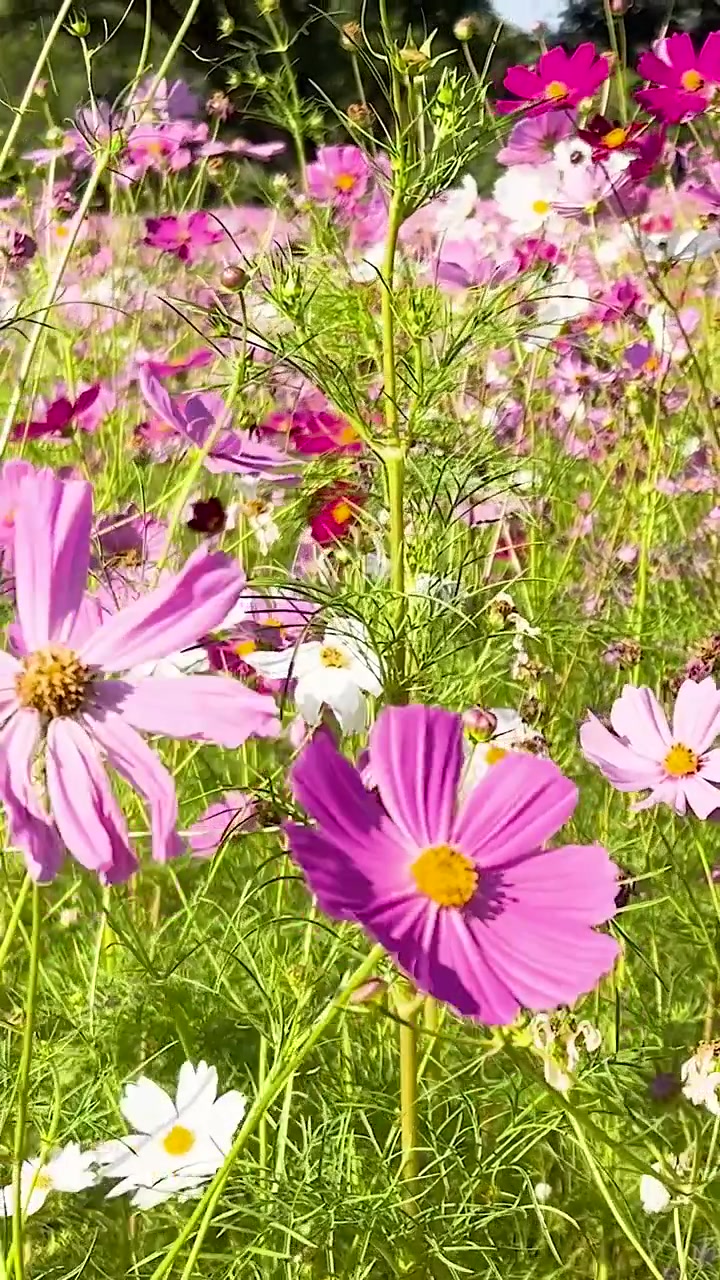 Vivaci fiori di cosmos in un giardino lussureggiante