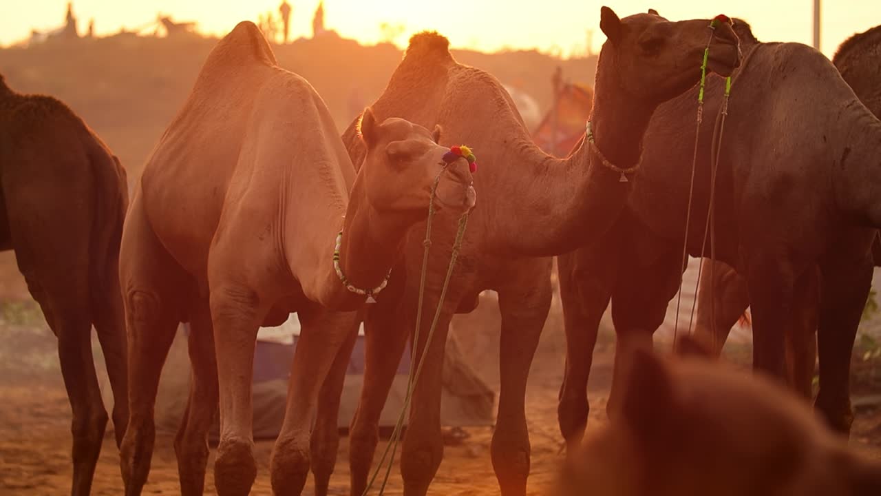 camellos en cámara lenta en la feria de pushkar, también llamada feria de camellos de pushkar o localmente como kartik mela es una feria anual de varios días de ganado y cultural que se celebra en la ciudad de pushkar rajasthan, india.