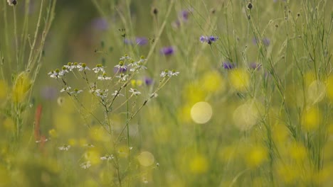close up static shot of of wild flowers with bugs flying around them on a bright sunny day, slow motion
