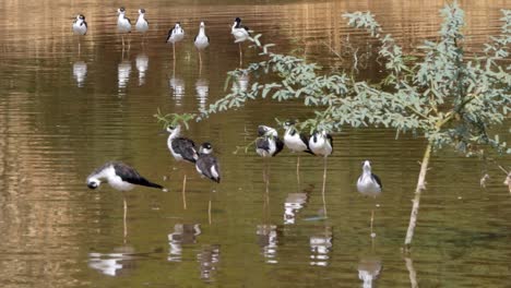 Ein-Schwarm-Schwarzhalsstelzenläufer-Entspannt-Sich-Ruhig-Im-Seichten-Wasser-Eines-Teiches-In-Arizona