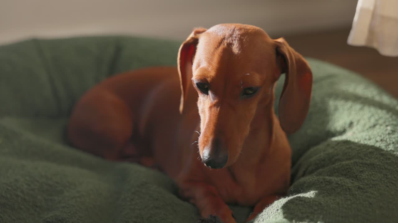 A red Dachshund slowly drifts off to sleep, lying in its green dog bed as it soaks up the warmth of the sunlight indoors