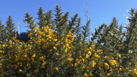 Siguiendo-Los-Movimientos-De-Un-Abejorro-Mientras-Se-Cierne-Cerca-De-Flores-Amarillas-Brillantes-En-Un-Arbusto-De-Tojo-Espinoso---Río-Kowai,-Canterbury