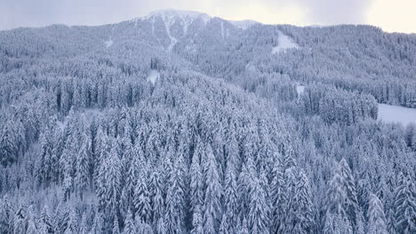 vast mountain forest in winter, forest trees in snow, wintry scenic aerial