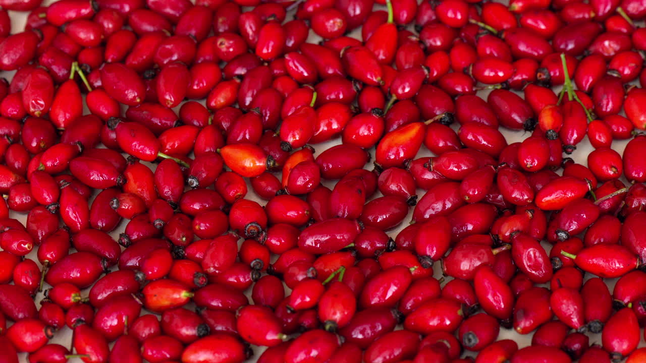 Red rosehip moving composition, close up