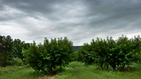 Time-lapse-view-with-pushing-in-of-peach-orchard-under-overcast-sky