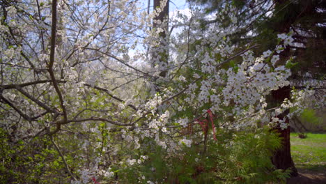 close-up of branches covered with flowering colors