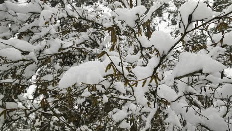 Forest-in-winter