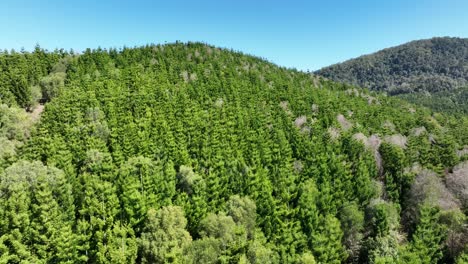 Un-Dron-En-órbita-Lenta-De-Un-Bosque-De-Pinos-En-Un-Día-Claro-Y-Soleado