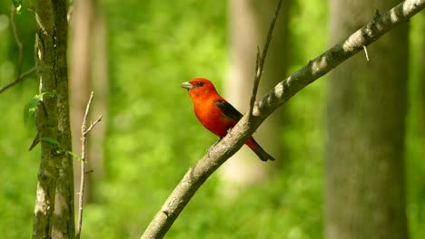 tangara escarlata posada maravillosamente en una rama en medio del bosque y luego toma vuelo