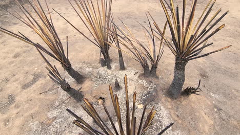 árboles-Quemados-En-El-Desierto