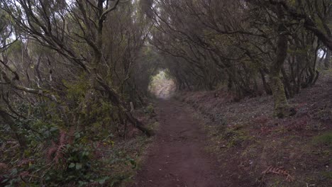 Vista-De-Un-Sendero-De-Laurisilva-Rodeado-De-Urzes-En-Forma-De-Túnel,-Camino-En-Medio-Del-Bosque-Lluvioso-En-La-Isla-Fanal-De-Madeira