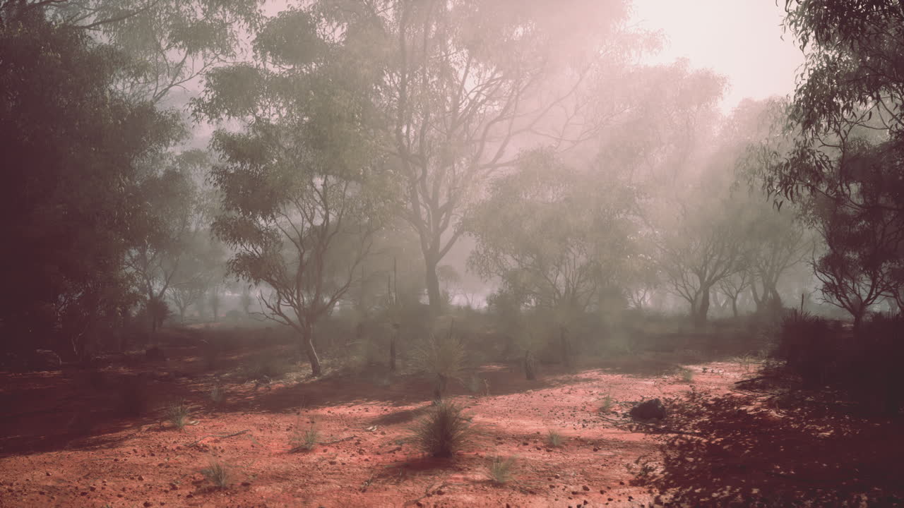 amanecer brumoso en el interior de australia