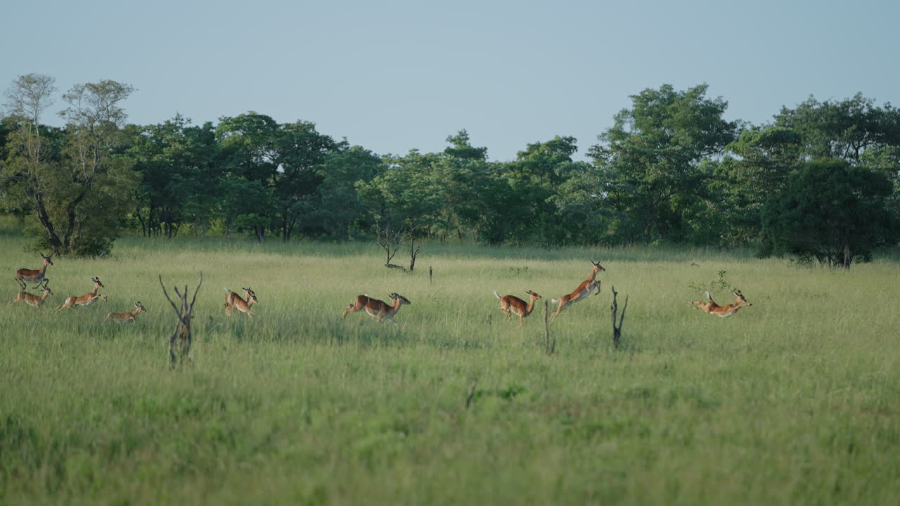Impalas Jumping in a Grassy Savanna