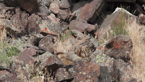 furry yellow-bellied marmot runs over rock boulders and dry grasses