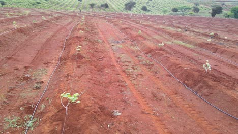 Masai-mann,-Der-Avocado-Pflanzt,-Schaufeln---Afrika-Intelligente-Landwirtschaftstechnologie---Luftdrohnenansicht-Der-Avocadofarm-In-Kenia