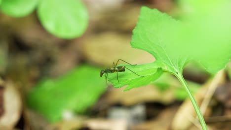 stilt-legged fly crawling on leaf in central florida forest 4k 60p