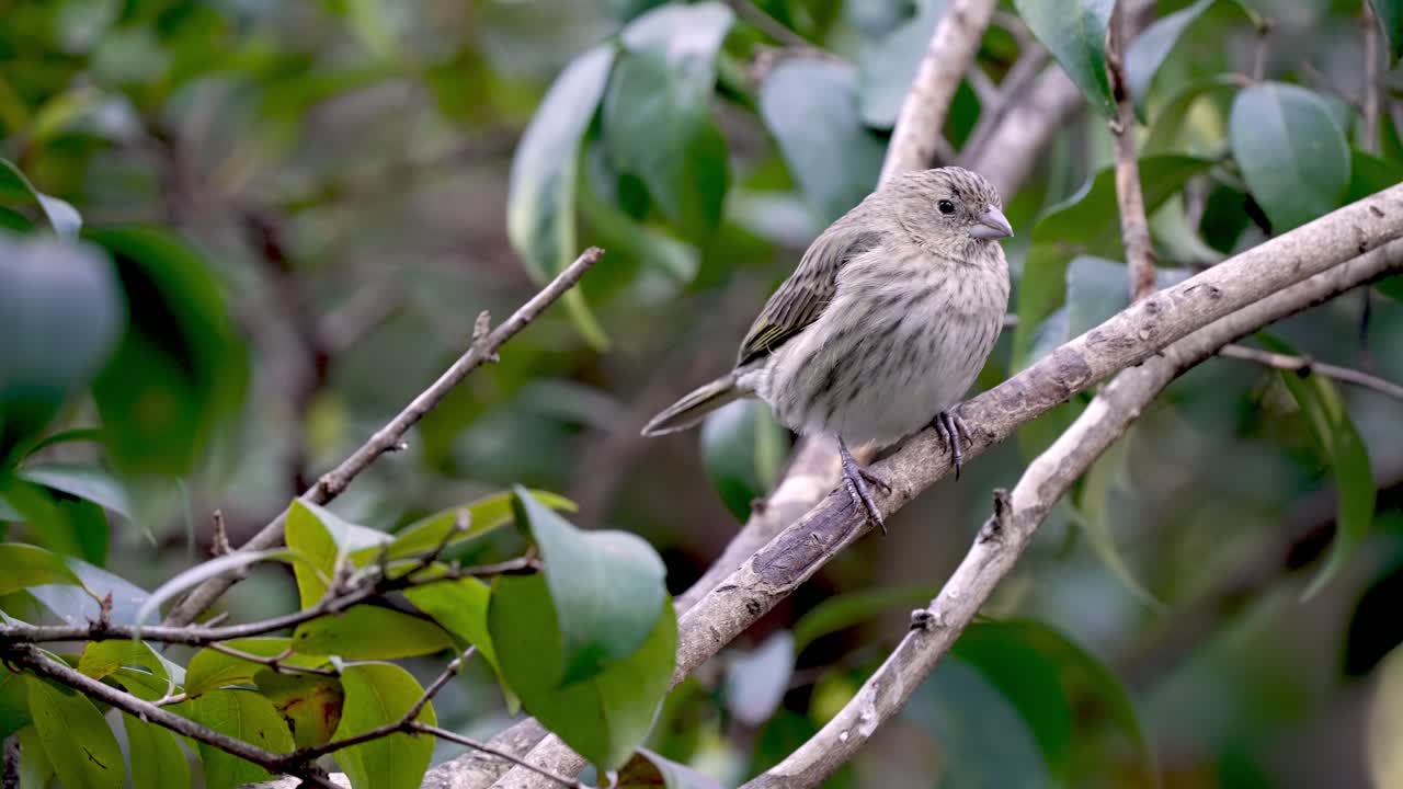 un hermoso pinzón de azafrán marrón y amarillo posado en una pequeña rama rodeada de hojas de árbol en el fondo