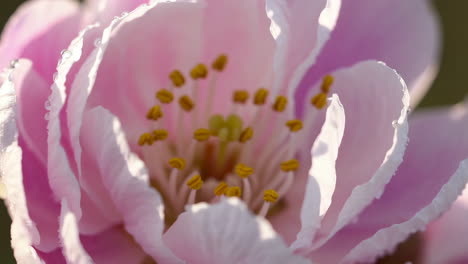 close-up of a pink peach blossom