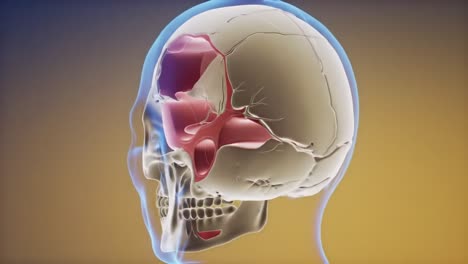 detailed anatomical view of the human skull highlighting key features and structures in distinct color palettes for educational purposes