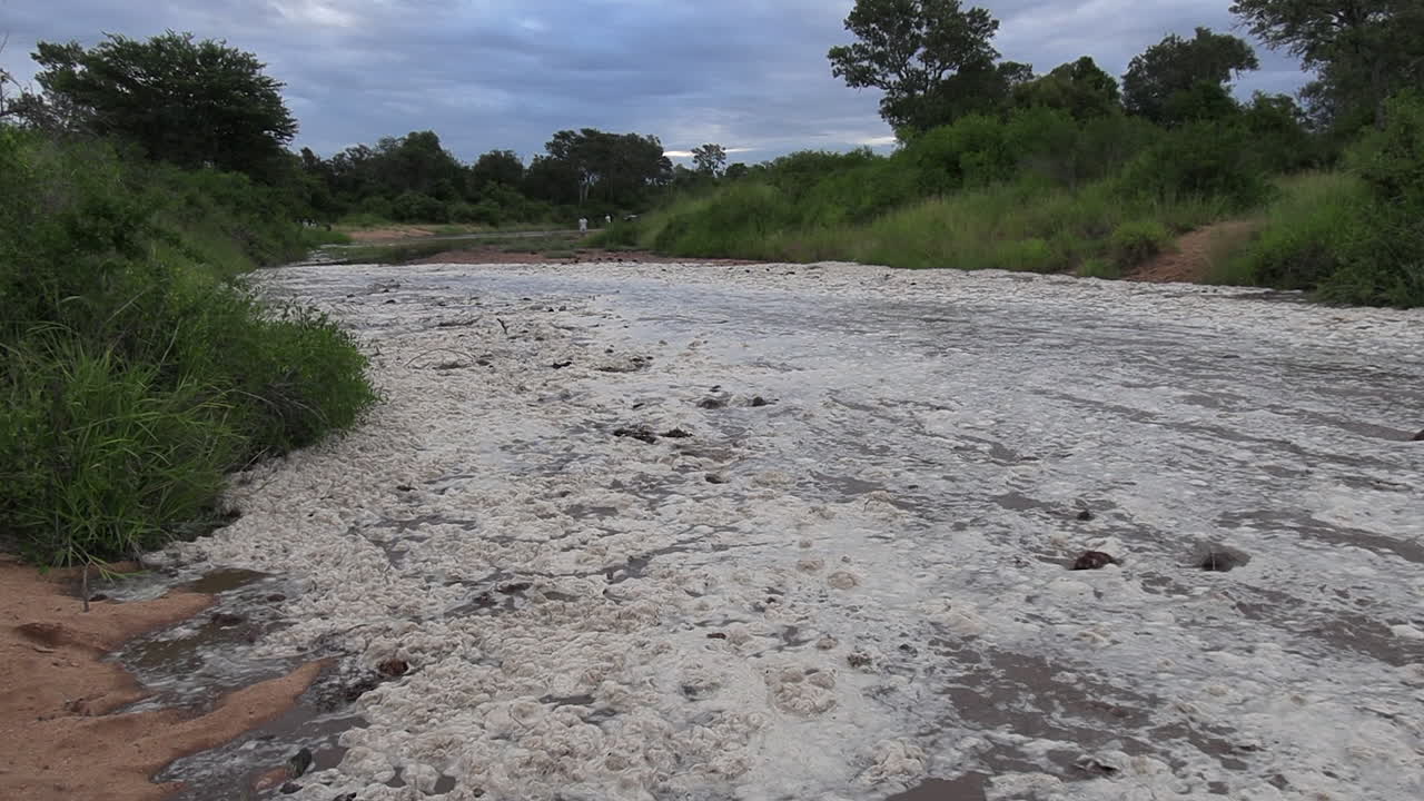 After heavy rains a flash flood occurs in a dry river of Kruger National Park, pushing elephant dung and other debris as the fast-flowing foamy water pushes forward