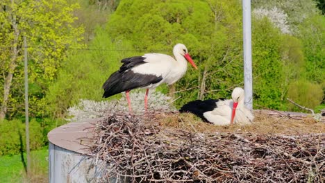peaceful moment as nesting storks take turns in care and construction duty