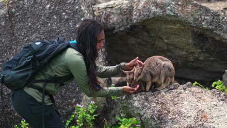 chica aborigen australiana que alimenta con la mano a un wallaby de roca mareeba