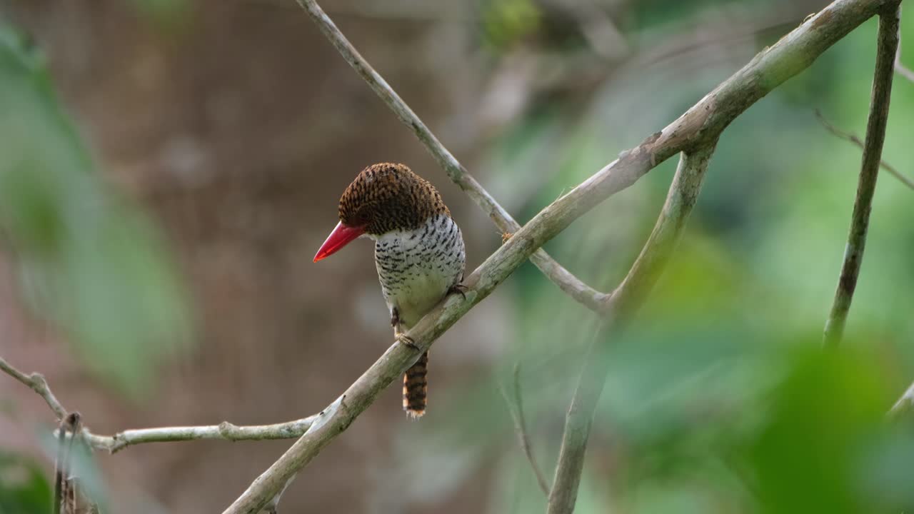 mirando hacia abajo en el lado izquierdo mientras la corona se mueve y se ven hormigas rojas en la rama, martín pescador bandeado lacedo pulchella, hembra, parque nacional kaeng krachan, tailandia