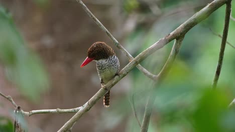 Looking-down-on-the-left-side-while-the-crown-moves-and-red-ants-seen-on-the-branch,-Banded-Kingfisher-Lacedo-pulchella,-Female,-Kaeng-Krachan-National-Park,-Thailand