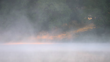 beam of light through the forest with heavy thick fog in the background