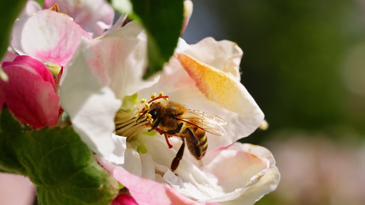 Honey bee drinks nectar from whitepink apple tree bloom in a natural setting