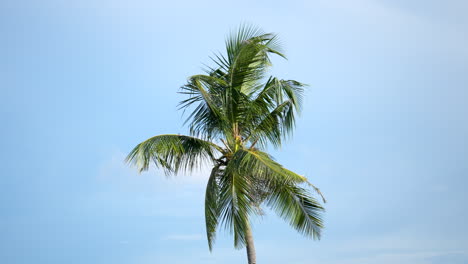 árbol de coco tropical aislado en un cielo azul claro