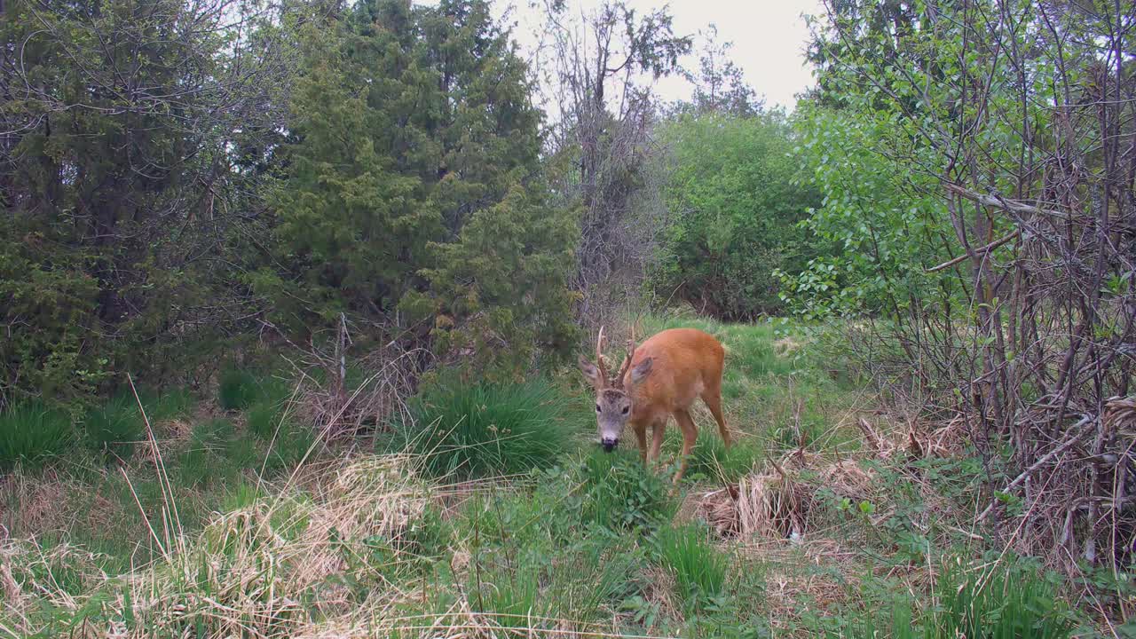 Suspicious male Roe deer (Capreolus capreolus) sniffing the air near the trail camera in Saaremaa, Estonia.
