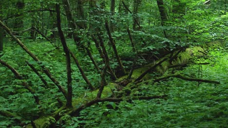 mossy trunk of a fallen tree in bialowieza forest poland