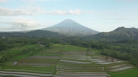 Ecological-Rice-Fields-surrounded-by-wilderness-and-massive-Sumbing-Mountain-in-background-during-summer