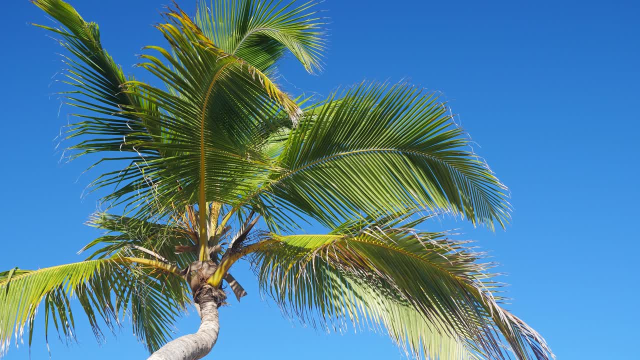 은 파란 하늘 아래의 종려나무