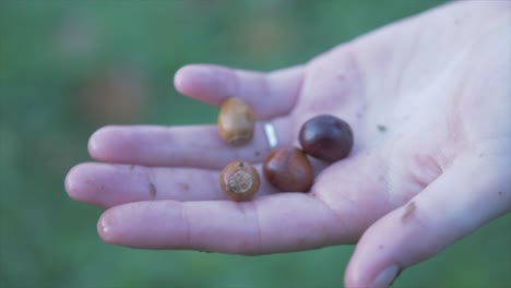 female teenage hand holding horse chestnut and acorn tree seeds