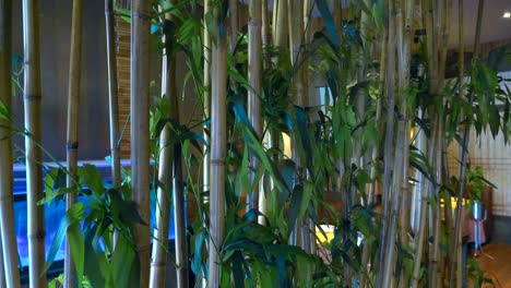 a beautiful asian-style decorative hedge in a rooms made of bamboo stalks