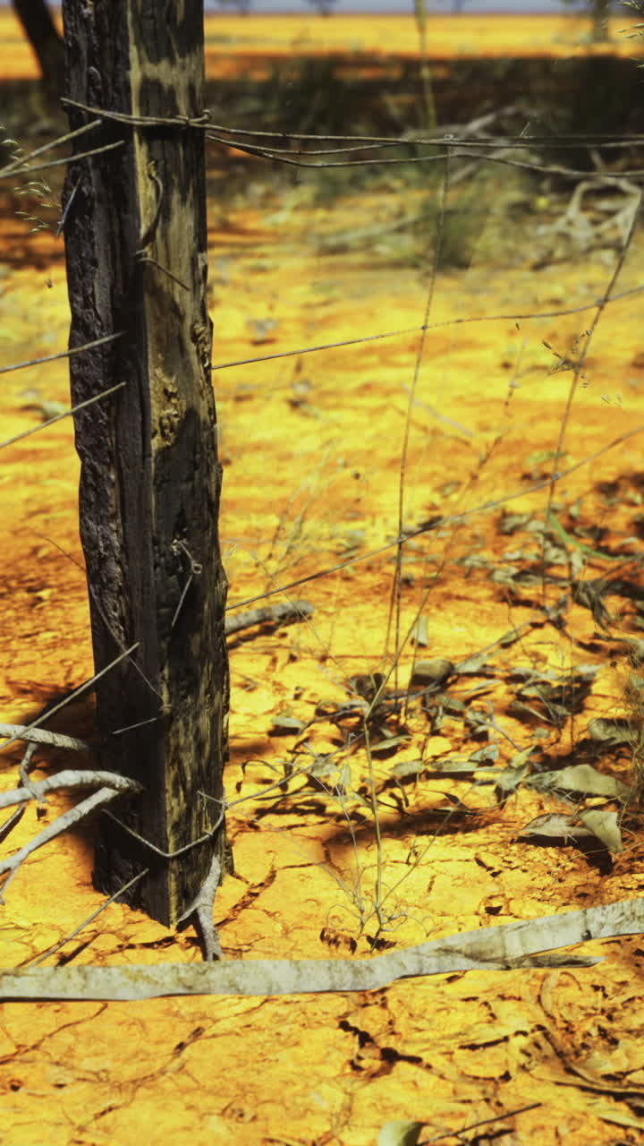 Dry landscape with barren trees and orange earth under harsh sunlight