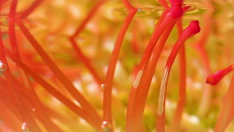 close-up of a pincushion flower