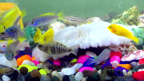 fishes in underwater in colorful aquarium