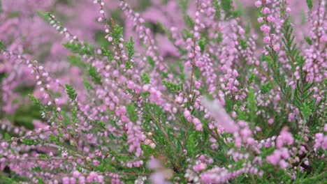 lavender is a genus of plants of the labiumaceae family background from flowers aromatic flower lavender is a genus of plants of the labiumaceae family background from flowers aromatic flower